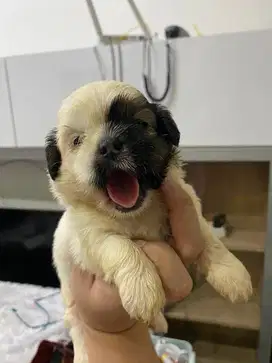 shih tzu lucu dan murah