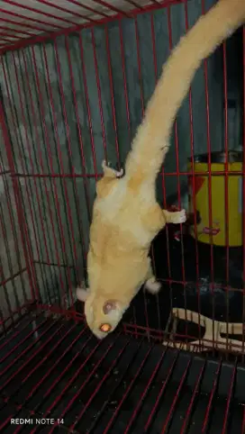 Sugar glider creamino jantan siap kawin