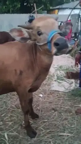 Sapi Bima 200kg