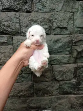 Tiny poodle snow white betina