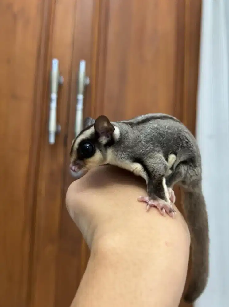 sugar glider classic grey
