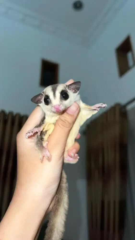 sugar glider whiteface