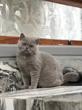 Kucing british shorthair (BSH)