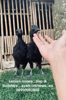 ayam cemani lidah hitam 3 bulan