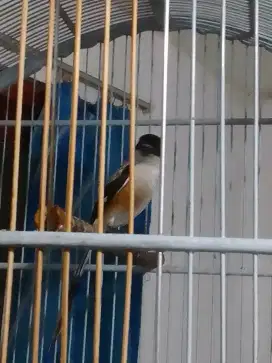 MONGGO BURUNG MINUSAN BOS