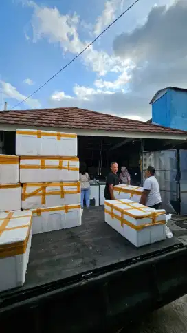 Daging Durian Premium Area Berbah, Sleman