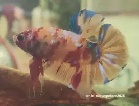 Nemo yellow base multycolor