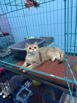 kucing kitten british shorthair jantan golden 100% pure