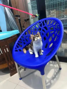 kucing kitten british shorthair betina sudah vaksin