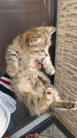 Kucing Kitten Munchkin Betina