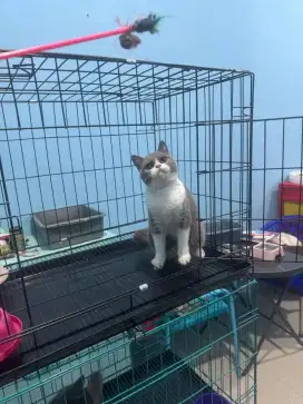 kucing kitten british shorthair betina 100% pure full vaksin