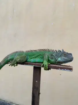 Iguana green dewasa