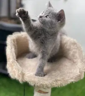 Kitten BSH Pure nonped