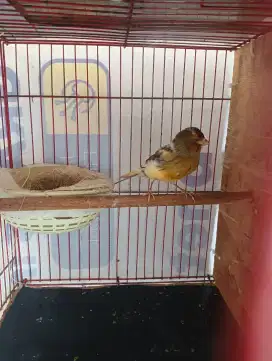 Kenari betina produksi