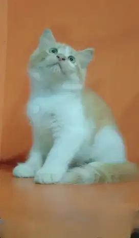 Betina 2,5 bulan gembul lucu unyuk