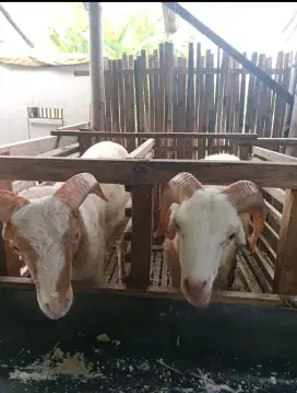 Jual Kambing Kurban Langsung Peternak