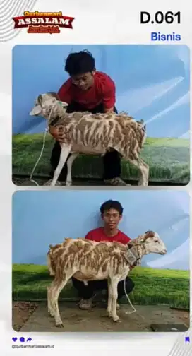 Domba dan sapi ,gratis antar