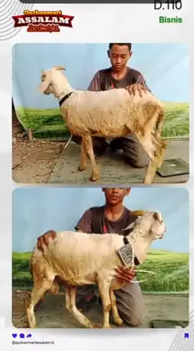 Jual domba kurban sesuai syariat