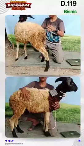 Sehat sesuai syariat domba dan sapi qurban