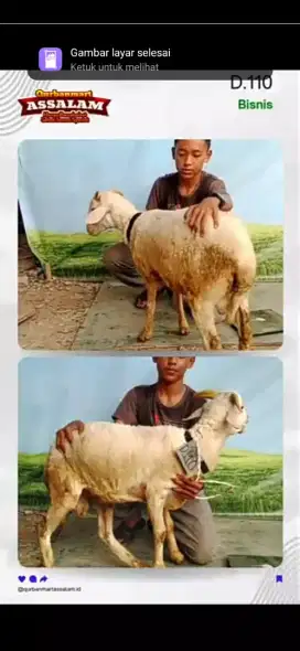 Sehat sesuai syariat domba dan sapi kurban