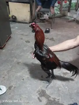 Ayam Bangkok Mangon 7bulan