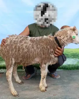 Jual Hewan Kurban Domba Sapi