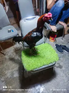 Ayam Bangkok wiring galih mangon