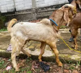 kambing jantan 35-40kiloan siap potong akikahan nazar sedekahan manteb