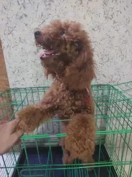 Toy Poodle anakan