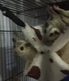 Sugar Glider Platinum Betina X Mozaic Het Plat Jantan