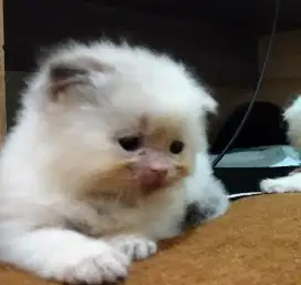 Anak Kucing Scottish Fold