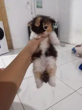 kitten munchkin scottish fold betina