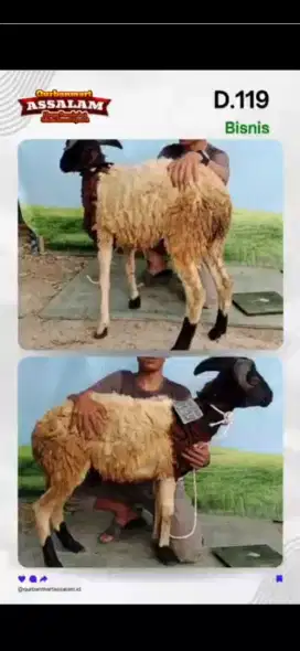 Gratis ongkir, domba dan sapi kurban
