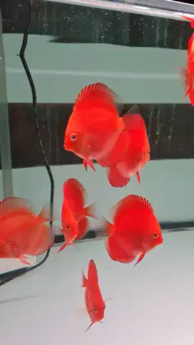 Discus Diskus ikan hias air tawar