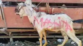 Kambing aqiqah murah