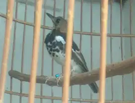 Burung Anis kembang ring jamin jantan
