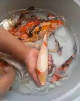 Ikan koi 16 ekor