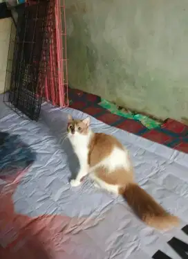 Midol betina 7 bulan