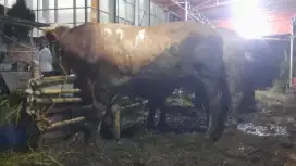Menerima kulit hewan qurban dengan harga tinggi di jakarta selatan