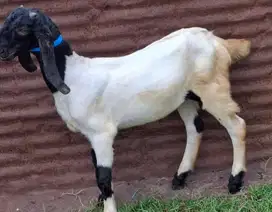 kambing qurban jantan 35kiloan 1 tahunan timbang real siap kurban 2025