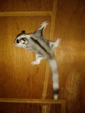 Joey Sugar Glider Mozaik Jantan