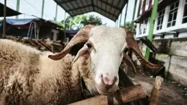 PROMO HEWAN QURBAN DOMBA DAN SAPI
