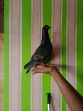 Merpati bahan MK