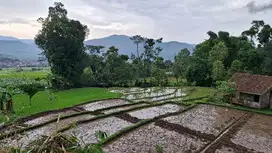 JUAL CEPAT TANAH SAWAH CIMAUNG BANDUNG SELATAN
