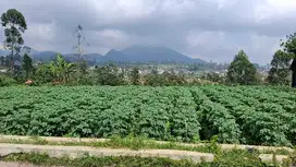 JUAL CEPAT TANAH STRATEGIS CIWIDEY HARGA TERJANGKAU