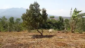 JUAL MURAHTanah Kebun  dkt PintuTOL Pamulihan Tanjungsari Kab Sumedang