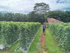 jual sawah sangat produktif pinggir jln