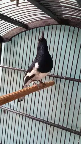 Kacer cetrekan jinak *