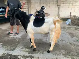 Kambing Qurban Kurban jenis PE