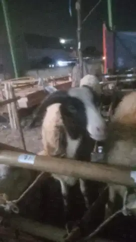 Domba 2 jt an#hewan qurban murah 2025#hewan qurban bandung#diskon#nego